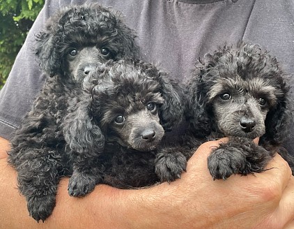 Unsere letzten Welpen: Lucy, Lily und Leo ❤️❤️❤️